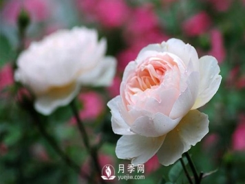 绿化选用南阳月季的养护措施