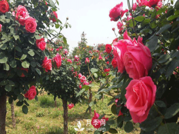 盆栽树状月季日常养护要及时修剪和预防病虫害