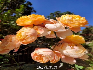 早春养月季，做好三方面养护，生长开花不用愁