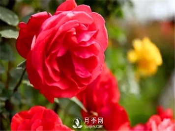 地栽月季，春季如何施肥？