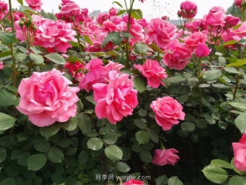 月季追求盛花效果，两种方法教给你，花苞同时绽放