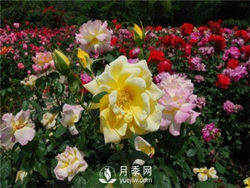 月季多种繁育方法，你会那种？