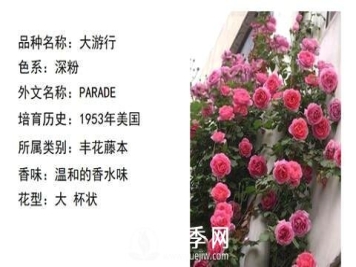 藤本月季经典品种介绍，每一款都很美