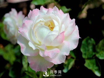 切花月季如何修剪及防治病虫害？