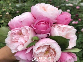 羽毛月季太美，见过的人，一眼就相中