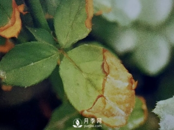 花木惨遭药害怎么办？这里有妙招
