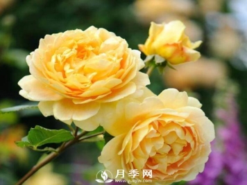 月季品种繁多，不过哪种月季花最香，你知道吗？