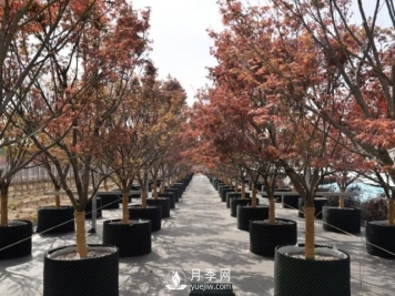 28项行业标准，198项地方标准，助推北京园林绿化高质量发展