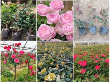 月季批发，月季小苗