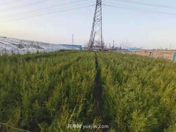 2021年全国苗木严重过剩的品种有哪些？