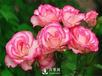 哪些药可以除月季红蜘蛛？月季网告诉你