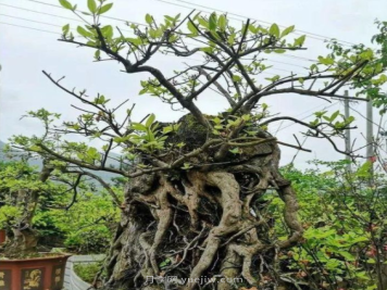 熟悉八种盆景根系造型技巧