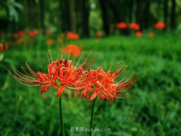 彼岸花(曼珠沙华)的形态特征和习性文化