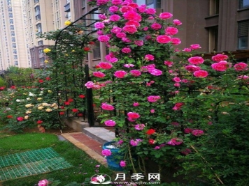 别人家的小区各色月季盛开 从来没让我失望！