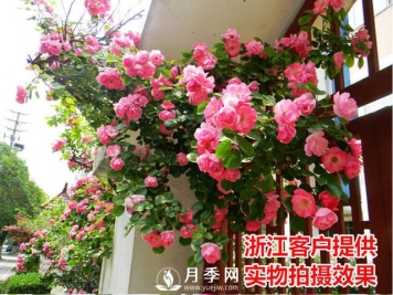 冬天的月季到底要不要施肥