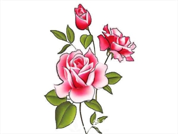 月季的这些知识 你知道吗 来看看吧