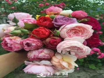 月季不开花 来找找原因吧