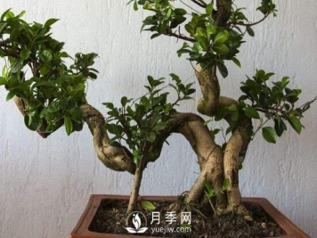 怎样培养榕树盆景的气根和板根？