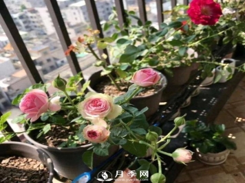 分享月季过冬的“保暖法则”