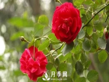 秋季的月季养护需要注意以下几点