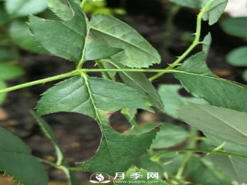 月季网分享月季常见的各种虫害图集