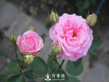 泰达粉钻月季的优缺点是什么？