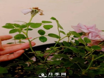 月季花谢以后，简单3步操作，20天冒花苞，30天开爆盆
