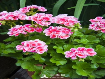 适合养殖在南阳台上的花卉植物