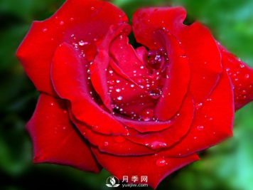 月季扦插有哪些方法，月季叶面施肥有哪些需要注意的