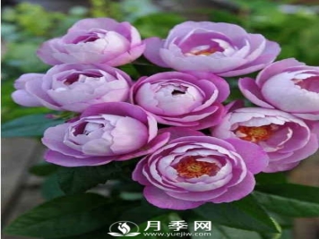 8种“至香”月季，被人称作是“贵族香”