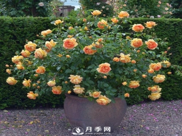 月季常年放在室外会死吗？