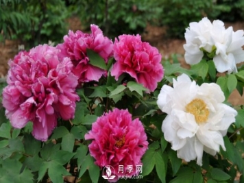 4种开花植物南方花友要慎重选择，第二年开花就难了