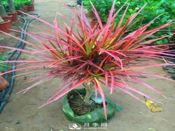 5种小众网红花，好看又有特点，值得入手