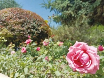 呼和浩特小黑河赏花胜地！20千米观景带3000多株月季花......