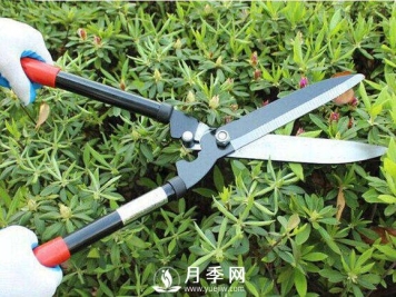 记住这个修剪口诀 学会修剪 不怕月季长不好
