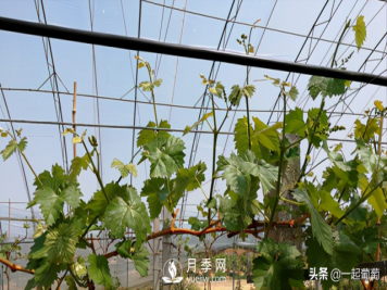 掌握规律合理摘心，让阳光玫瑰葡萄听话