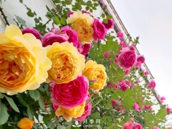 扦插生根的月季移栽以后变成黑干柴，有什么移栽技巧？