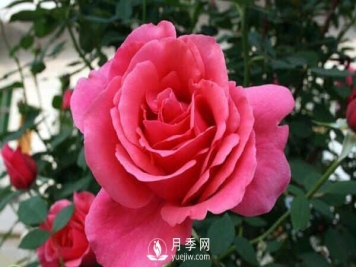 树状月季花的盆栽养殖方法