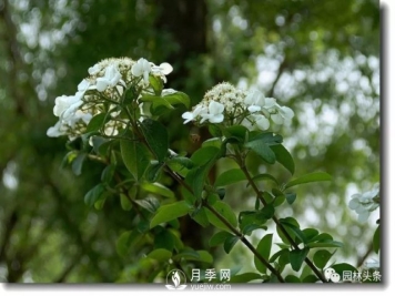 发展乡土特色花灌木，这10种是潜力股