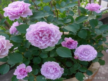 贵州大妈喜欢养月季，院子里养了4种月季，都是精品