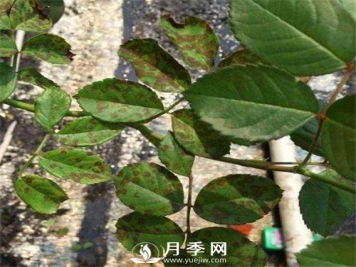 秋季注意月季病虫害