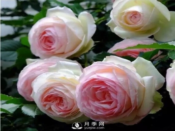 藤本月季如何选？这些经典品种随便一棵美爆你的花园