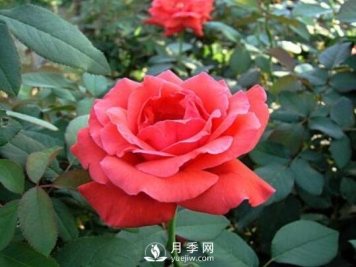 冬季如何管理南阳月季