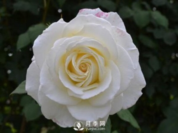 8个标准条件来评估丰花月季的优劣（下）