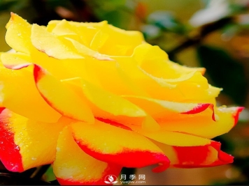 藤本月季虫灾有哪些？如何防治