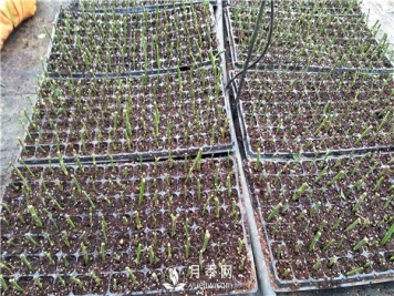 扦插的月季花，怎么样才能快速生根？