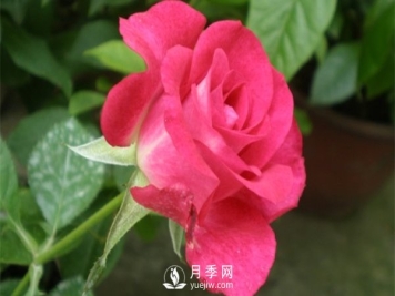 切花月季未来市场前景如何？