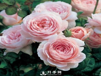  月季雨后超多红蜘蛛 你就这样解决！