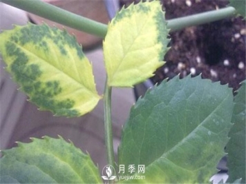 月季黄叶，干枯的几大原因，您中招了吗？