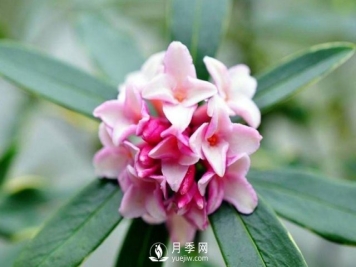 金边瑞香，偷得百香集一身